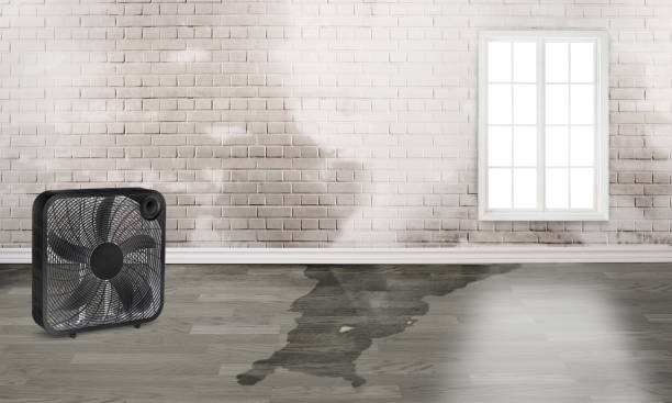 Best Professional water damage repair  in Seneca, IL