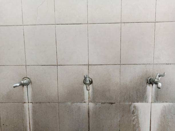 Best Flooded house restoration  in Seneca, IL